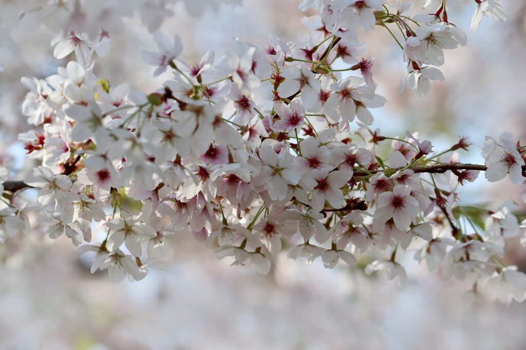 cherry plum, bloom, prunus cerasifera-7862462.jpg